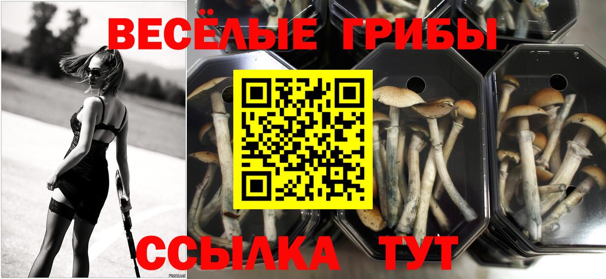 Псилоцибиновые грибы ЛСД  Галлюциногенные грибы ЛСД  Михайловск  Вход с VPN 